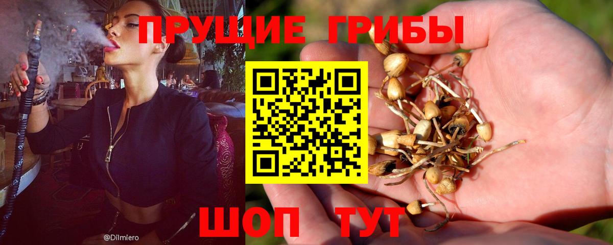 Галлюциногенные грибы Psilocybine cubensis Сергиев Посад